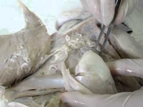 Dissecação Membro Pélvico (Bovino) camera iphone 8 plus apk