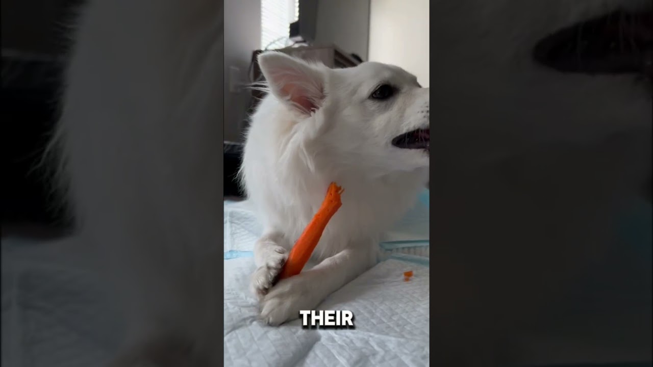 Dogs can detect diseases?? 