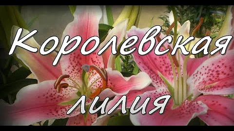 Королевская лилия