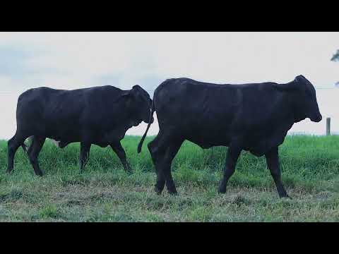 Lote 166 - 1903CU 1906CU