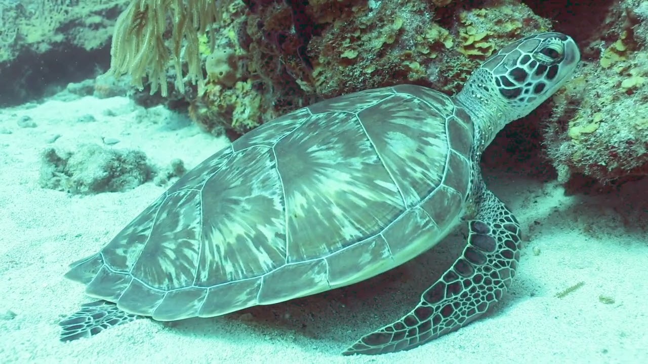 Independence day dive