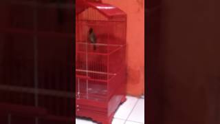 Cucak Ijo Gedang Ijo Teler