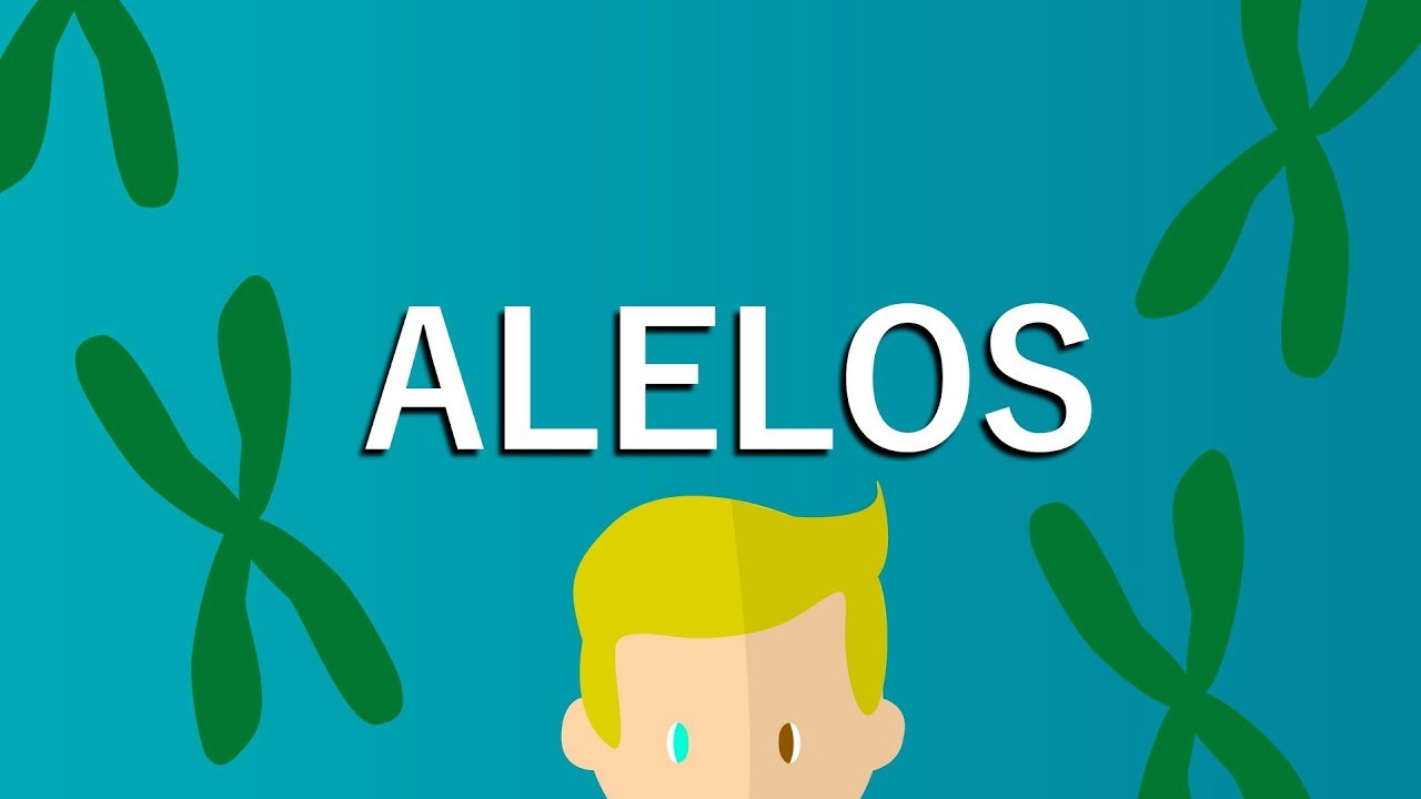 ALELOS (en 1 minuto) EXPLICACIÓN FÁCIL YouTube ALELOS (en 1 minuto) EXPLICACIÓN FÁCIL YouTube