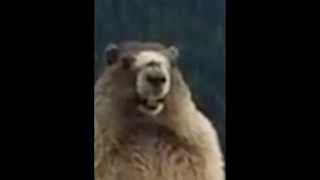 Singing Marmot