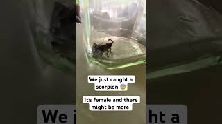 Scorpion 🦂 ￼