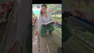 Layer Poultry Business in the Philippines