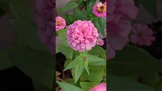 Zinnia plant #shorts # garden lover