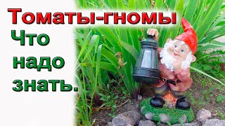 Томаты гномы.  Посадка и уход.