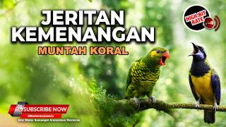 Download lagu 🔴 Live Masteran Roll Tembak Tajam Cucak Cungkok Super Gacor Kunti vs Perkici Nembak Tajam
