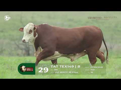 LOTE 29 - TAT X149