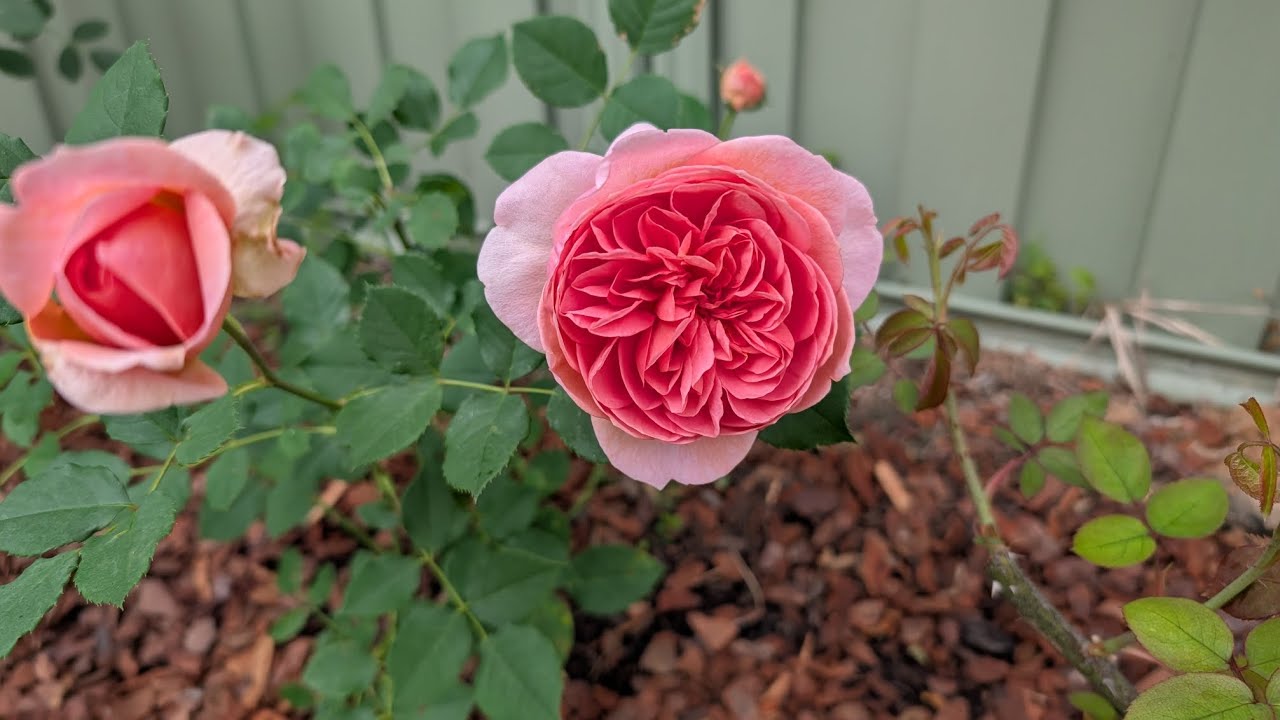 Growing English Rose(David Austin Rose - Benjamin Britten, Lady of Shalott, Boscobel)