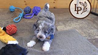 Meet Pip's F1b Mini Sheepadoodle Puppies! - The "Italian Dessert" Litter