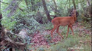 Petite ballade dans le p'tit bois du Secteur LB