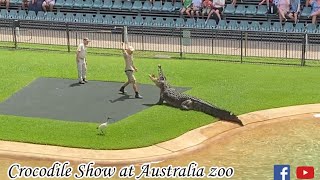 មើលការសំដែងក្រពើ | Crocodile show | Australia zoo