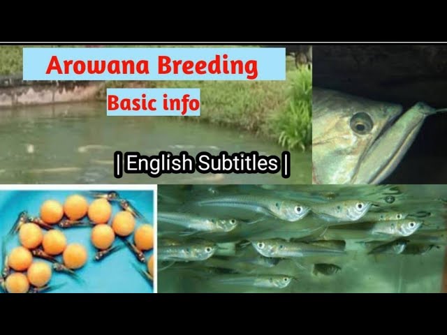 Arowana Fish Breeding In India