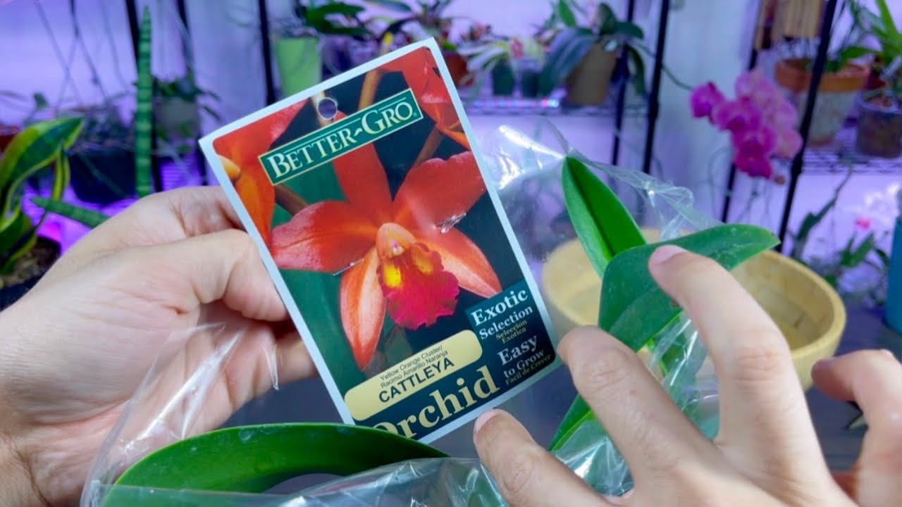 Fertilizante 20-20-20 y super thrive para orquídeas! 💐