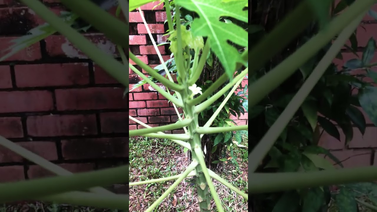 First flower ng papaya ko !
