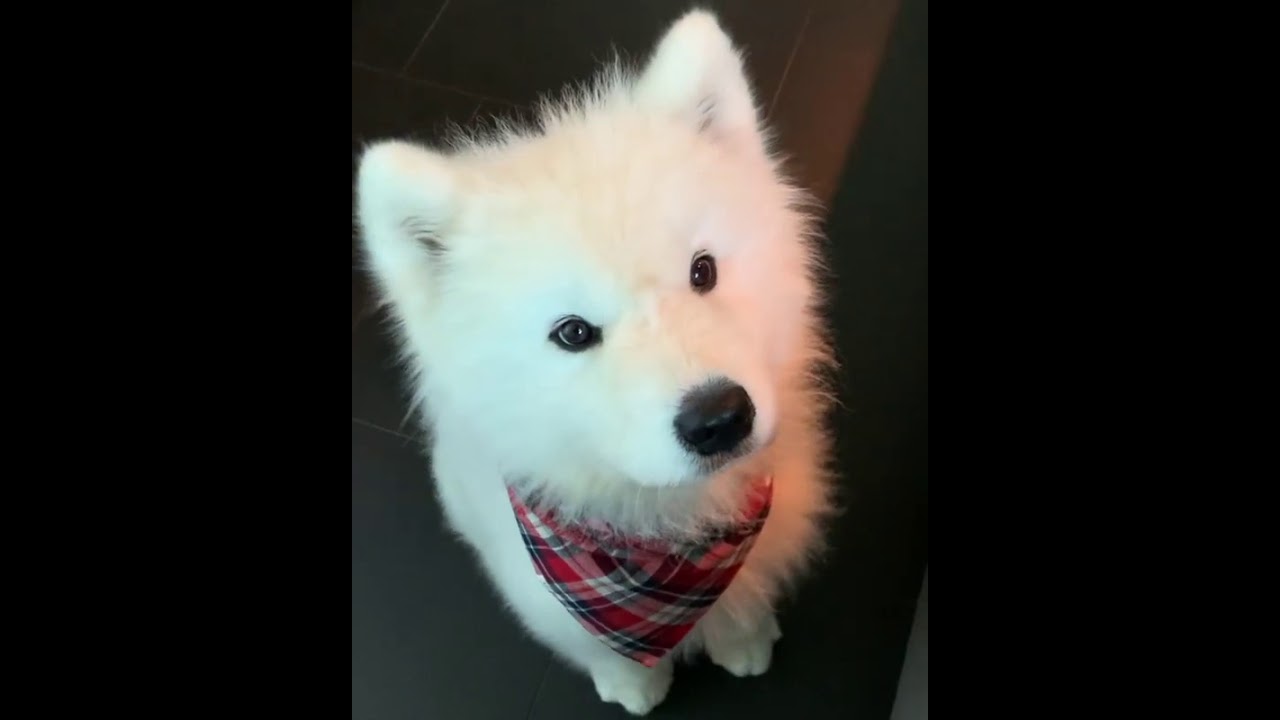 Googly eyes! 👀 Cute Pets Dogs And Puppies Funny Video Compilation Aww