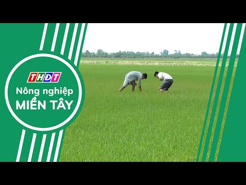 Vietnam Completes 2026 Summer-Autumn Rice Planting | Western Agriculture