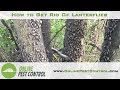 How to Get Rid of Lanternflies