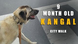 KANGAL ON LEASH CITY WALK | 9 MONTH OLD TURKISH KANGAL