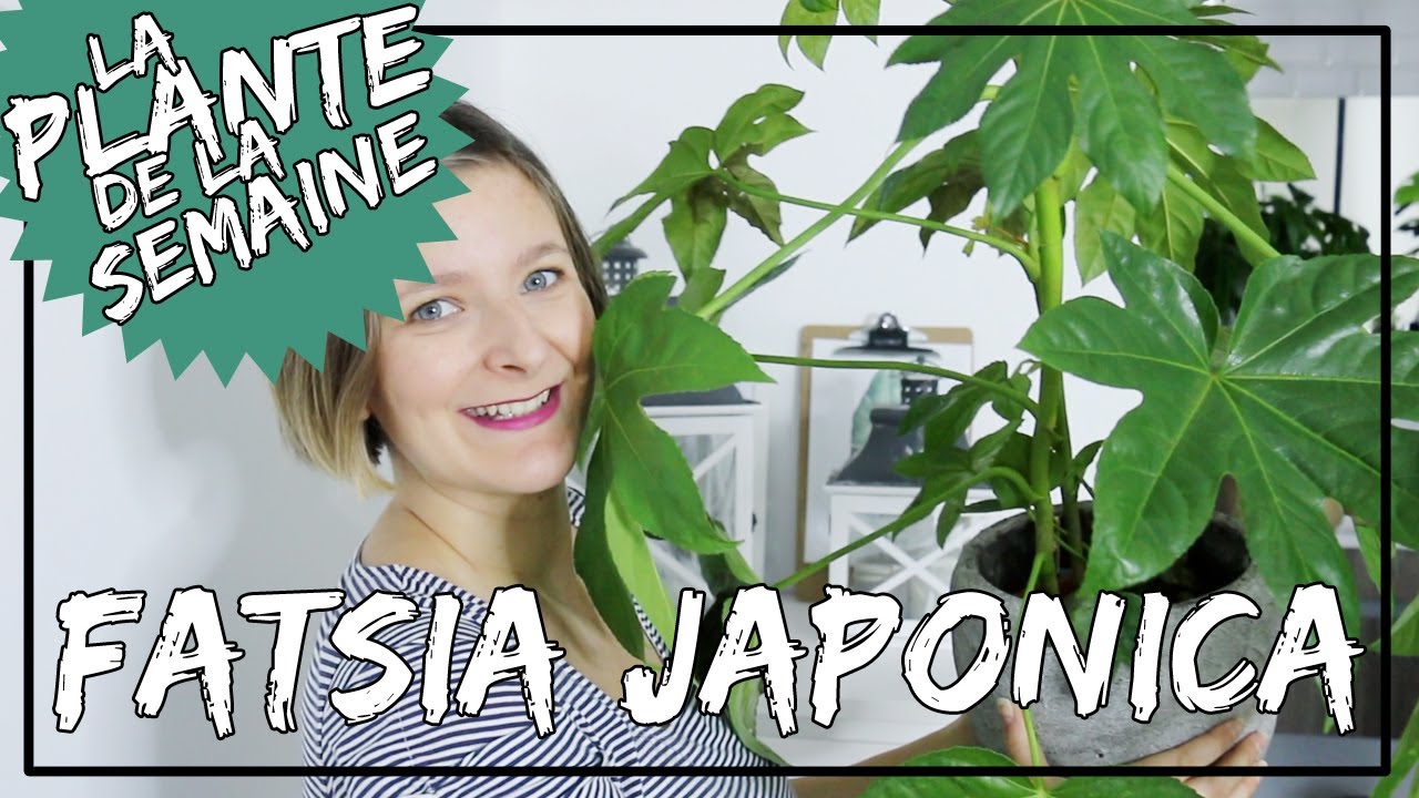 🌿 Fatsia Japonica - Aralia du Japon : conseils d'entretien 