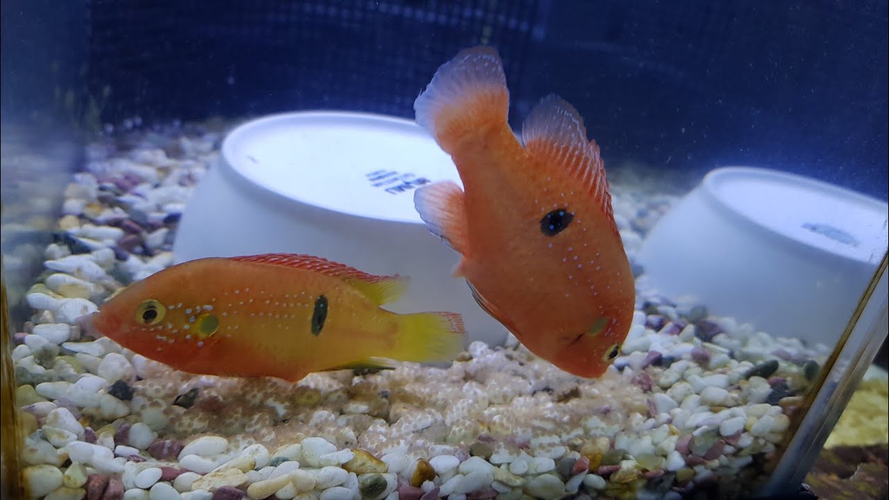 JEWEL FISH In a Tank // Cichlid Eggs Breeding // Paano mangitlog ang