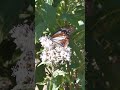 浅葱美味しいかの山、てかアサギマダラ♂登場#アサギマダラ
