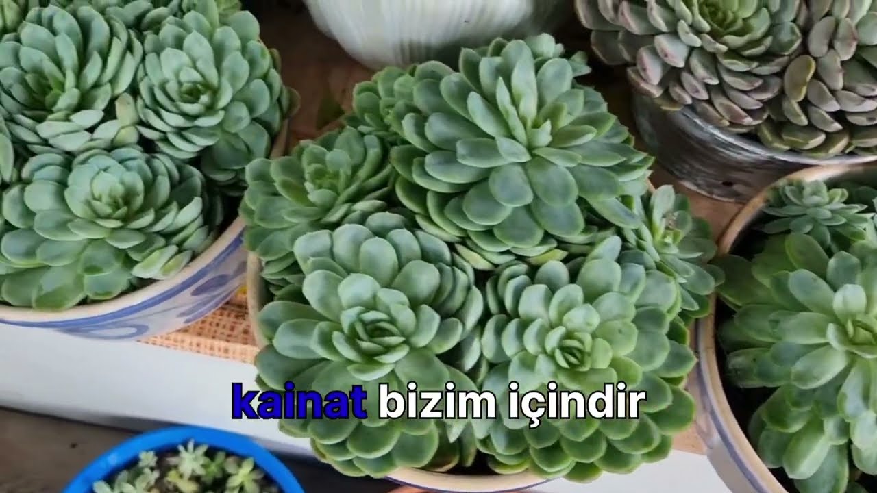 BELÇİKADA BAHÇEMDE BUGÜN