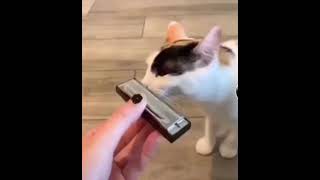 Cat Plays The Harmonica