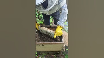Demonstration of complete propolis harvesting