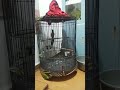 Balak sabang ekor 22cm full set bulu baru banget (Jonath mhjr 083811833431)