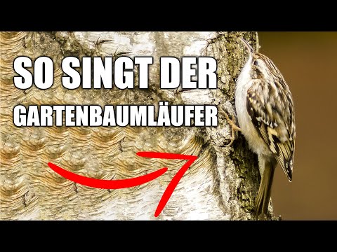 Gartenbauml ufer Vogelstimmen lernen