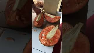 Panen nangka merah dikebun