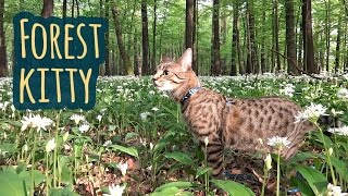 Forest kitty Jonasek by Jonasek The Cat 3,236 views 7 years ago 2 minutes, 9 seconds