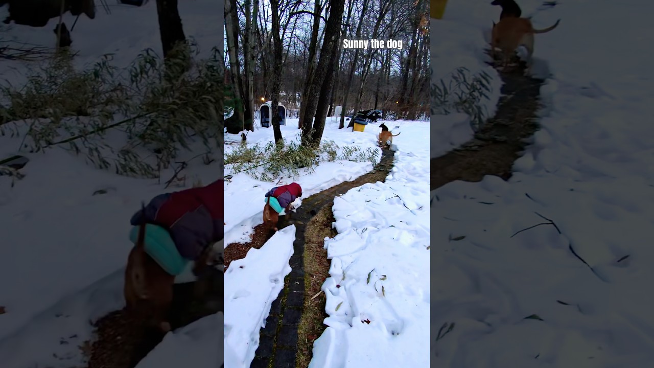 Here comes the Sun, ☀️😎❤️, Carolina dog, Taiwan dog, Sunny the dog, American dingo dog, 台灣犬 土狗