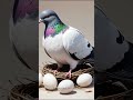 The Pigeon S Sacrifice Emotional Animated Story In Hindi Animated Hindi TV The Pigeon S Sacrifice Emotional Animated Story In Hindi Animated Hindi TV
