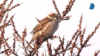 De Zang Van De Huismus