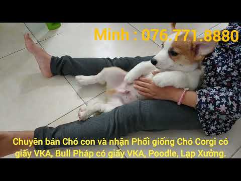 Video Chó Corgi đực màu vàng trắng . - youtube