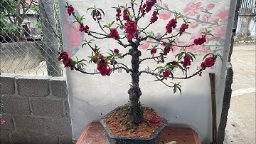 Bonsai bích kép hạt 9 tuổi siêu đẹp - zalo : 0333.831.886