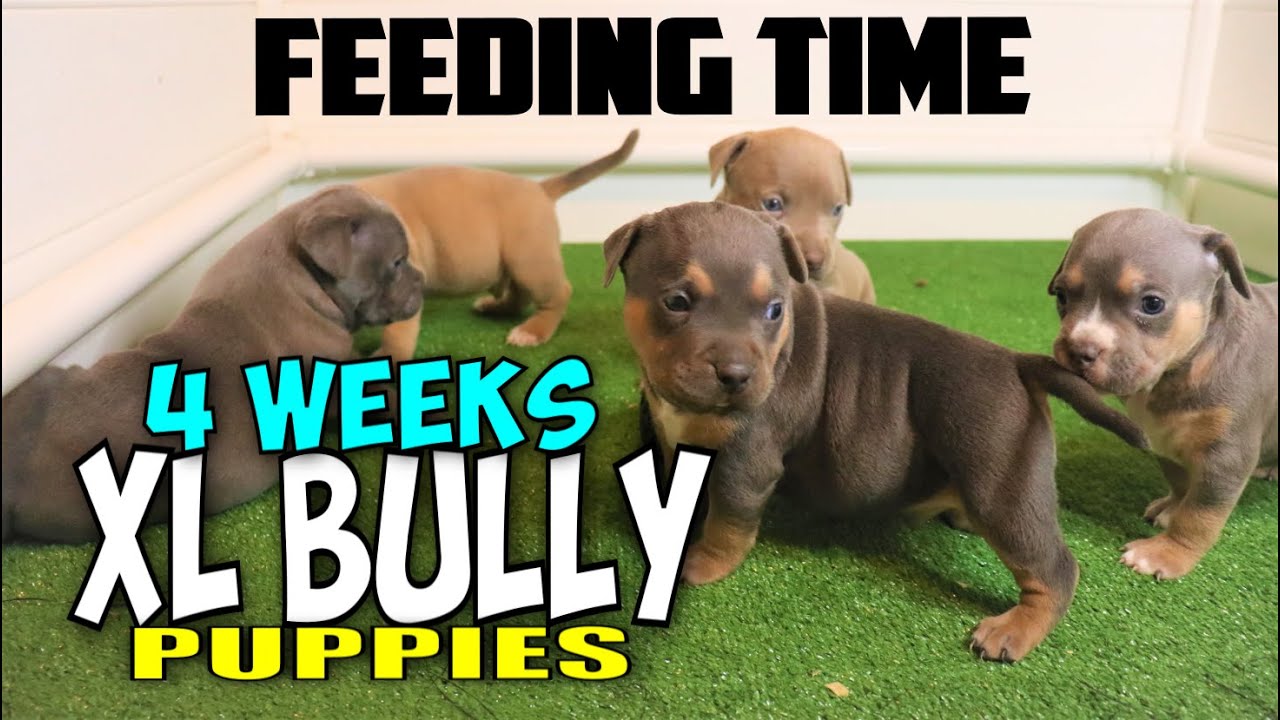 Caona Bully Kennels 2023, XL American Bully Puppies