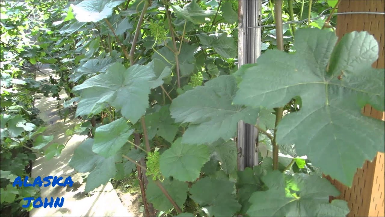ALASKA GRAPE VINES Bell's Nursery YouTube