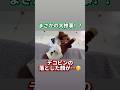 まさかの大惨事！？💥デコピンの落とした顔が…🤭 #大谷翔平 #shoheiohtani #shorts