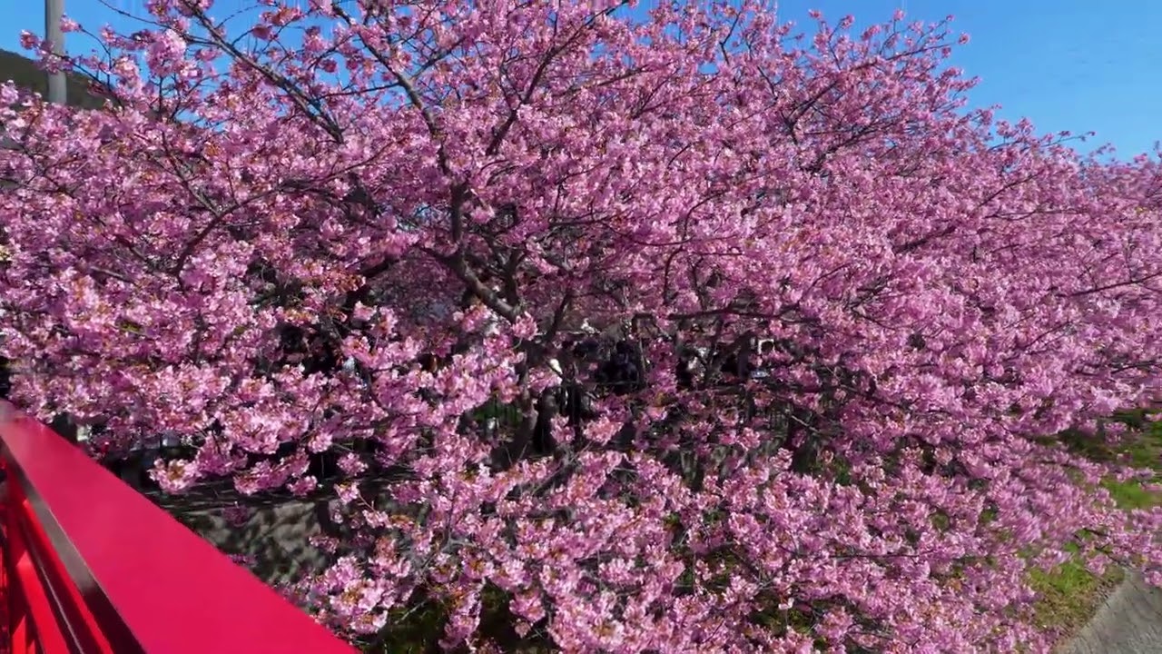 河津桜、Kawazu Cherry Blossam in Izu Peninsula