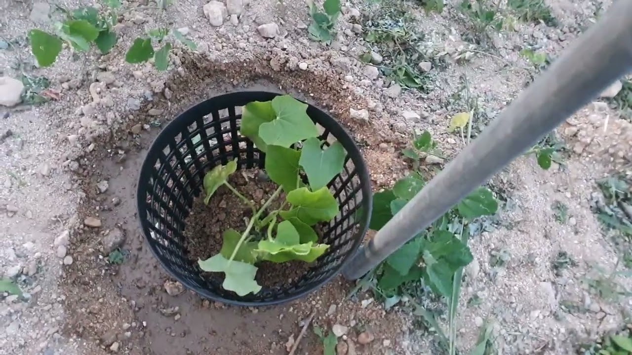 ♡ 덩굴나라 교육농장  모종 정식작업