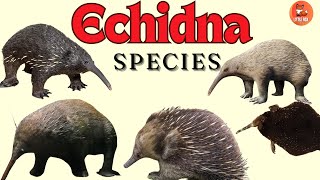 Types Of Echidna Species For Kids