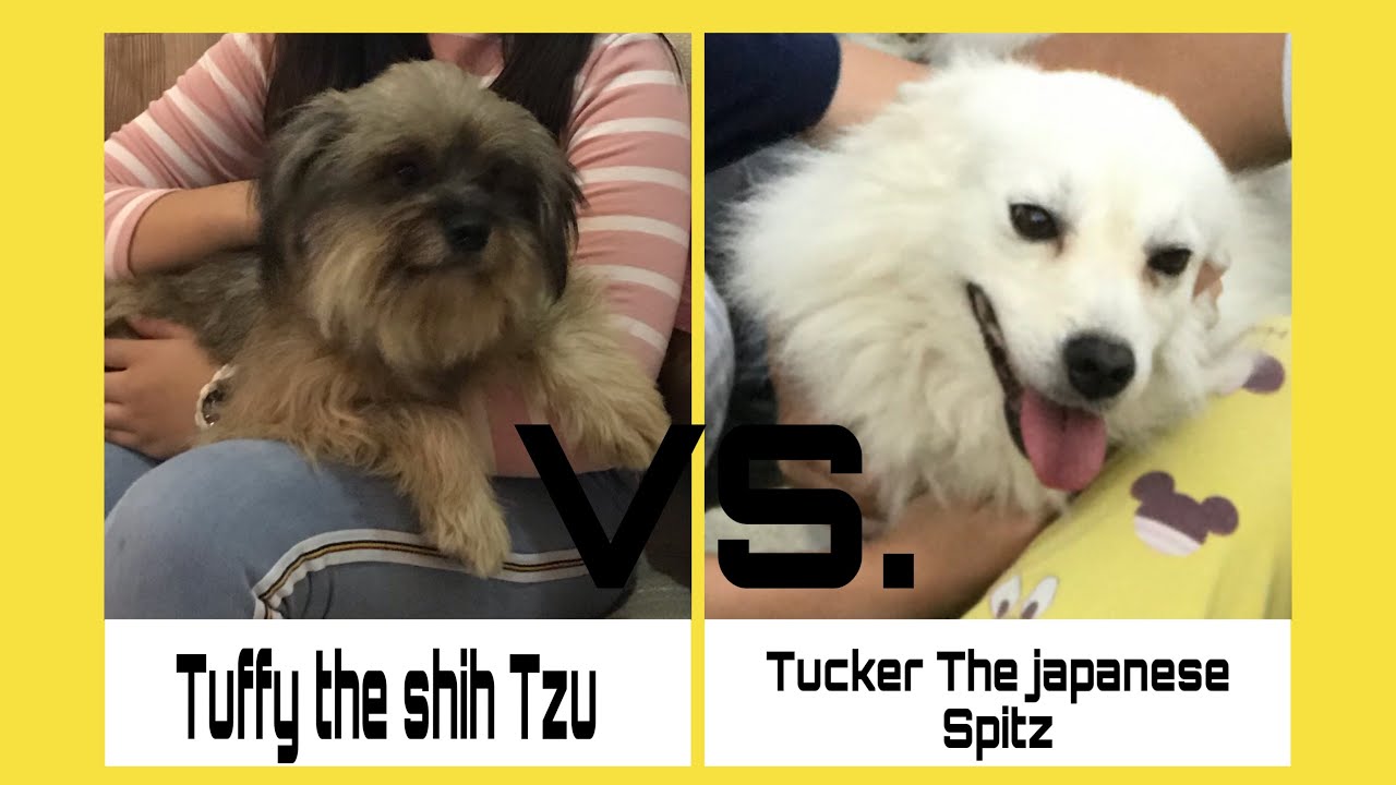 Shih Tzu vs. Japanese spitz YouTube