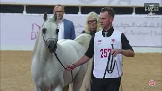 N 257 Majd Alkhashab Al Shaqab International Arabian Horse Show 2025 Senior Stallions Section