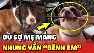 Nàng Chó Sợ Mẹ Mắng Nhưng Vẫn Bênh Các Em Hết Mình Yêu Lu