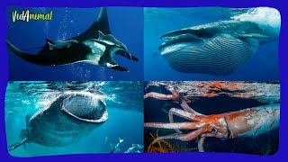 9 GRANDES ANIMALES MARINOS